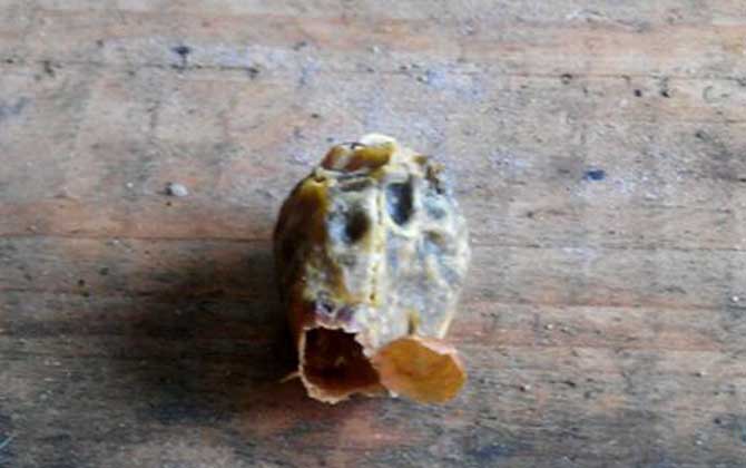 急造王臺幾天封蓋幾天出臺(王臺封蓋后幾天出新王) 急造王臺幾天封蓋幾天出臺(王臺封蓋后幾天出新王)