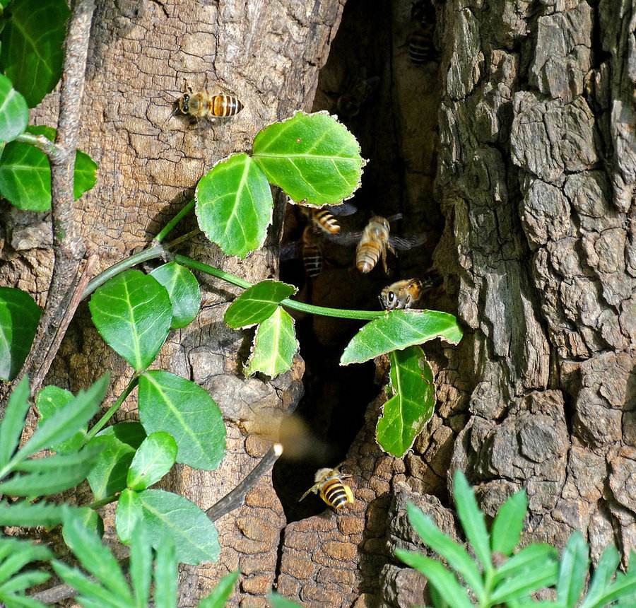 別人養(yǎng)的蜜蜂能不能誘到 別人養(yǎng)的蜜蜂能不能誘到