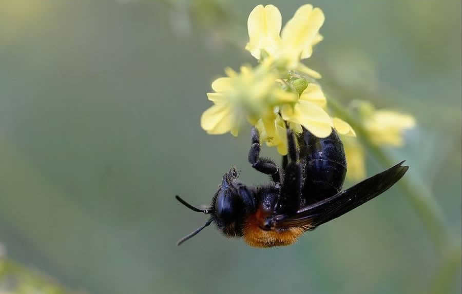 歐洲黑蜂 歐洲黑蜂