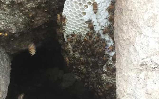 滇南中蜂與云貴高原中蜂優缺對比（滇南中蜂和云貴高原中蜂的區別）