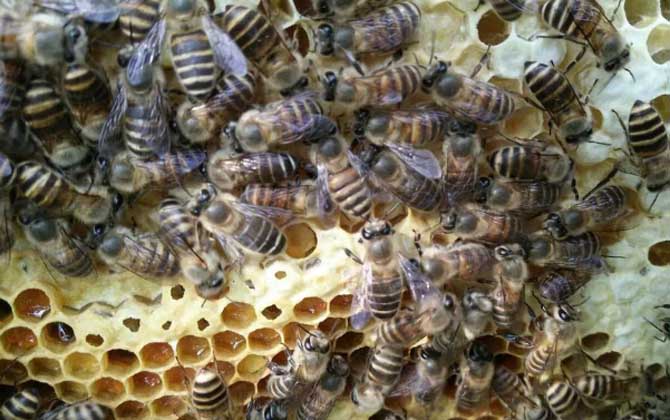 滇南中蜂與云貴高原中蜂優缺對比（滇南中蜂和云貴高原中蜂的區別）