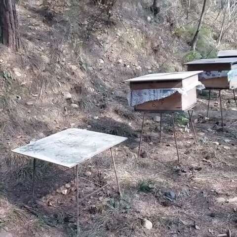 蜂場處理中蜂逃群方法(“三新”處理中蜂飛逃群) 蜂場處理中蜂逃群方法(“三新”處理中蜂飛逃群)