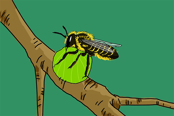 不是所有的蜜蜂都是來(lái)采花蜜也許是來(lái)切葉的 不是所有的蜜蜂都是來(lái)采花蜜也許是來(lái)切葉的