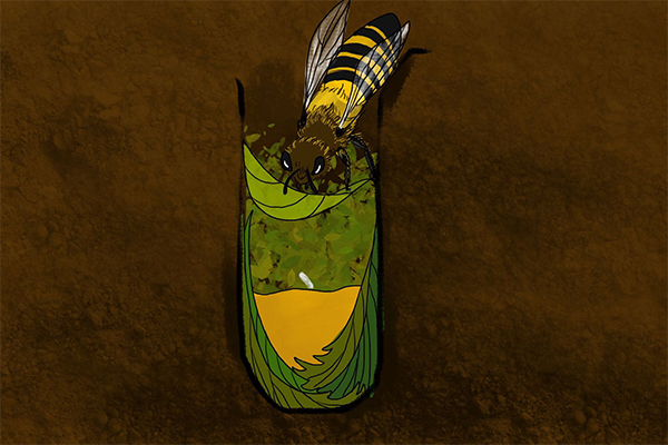 不是所有的蜜蜂都是來(lái)采花蜜也許是來(lái)切葉的 不是所有的蜜蜂都是來(lái)采花蜜也許是來(lái)切葉的