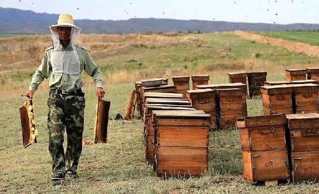 【蜜蜂知識(shí)】我國哪里養(yǎng)蜂人最多? 我國哪里養(yǎng)蜂人最多?