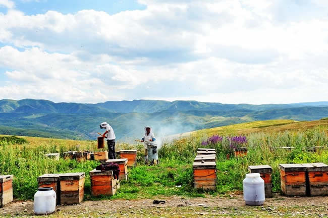 【蜜蜂知識(shí)】我國哪里養(yǎng)蜂人最多? 我國哪里養(yǎng)蜂人最多?