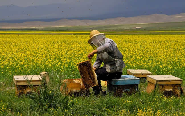 【蜜蜂知識(shí)】我國哪里養(yǎng)蜂人最多? 我國哪里養(yǎng)蜂人最多?