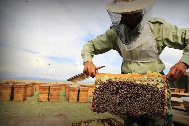 【蜜蜂知識(shí)】我國哪里養(yǎng)蜂人最多? 我國哪里養(yǎng)蜂人最多?