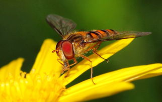 松丹一號(hào)和喀爾巴阡蜂黑環(huán)系能混養(yǎng)嗎（喀(阡)黑環(huán)系、松丹12號(hào)雙交種蜂及其管理要點(diǎn)）
