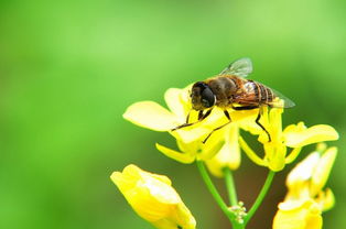 松丹一號(hào)和喀爾巴阡蜂黑環(huán)系能混養(yǎng)嗎（喀(阡)黑環(huán)系、松丹12號(hào)雙交種蜂及其管理要點(diǎn)）
