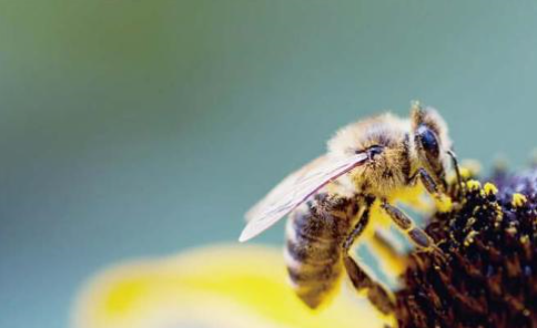 植物流蜜需要什么條件(植物泌蜜條件及溫度) 植物流蜜需要什么條件(植物泌蜜條件及溫度)