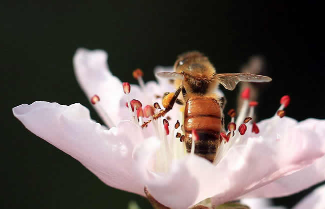 【蜜蜂知識(shí)】什么是蜂群崩壞癥候群? 什么是蜂群崩壞癥候群?