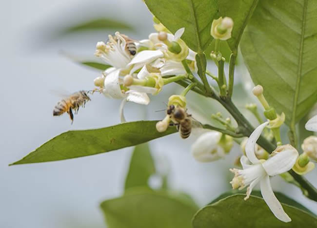 【蜜蜂知識(shí)】什么是蜂群崩壞癥候群? 什么是蜂群崩壞癥候群?