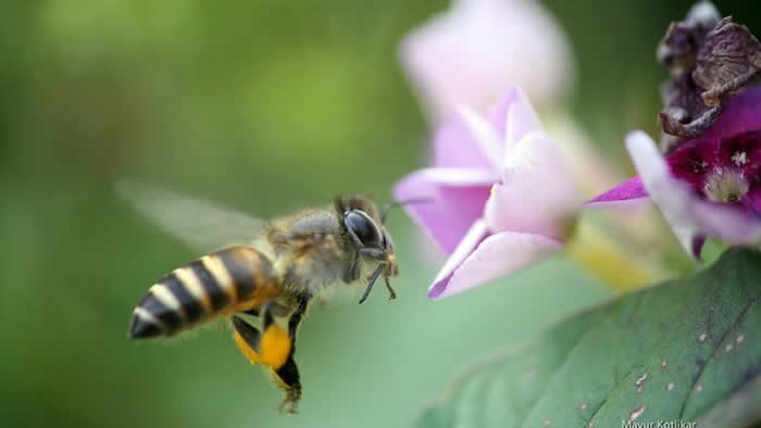 【蜜蜂知識(shí)】什么是蜂群崩壞癥候群? 什么是蜂群崩壞癥候群?