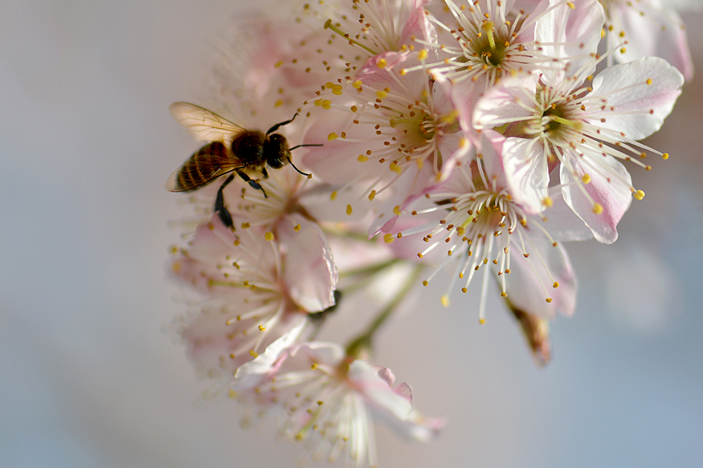 蜜蜂能飛多高(蜜蜂的飛行高度和距離) 蜜蜂能飛多高(蜜蜂的飛行高度和距離)
