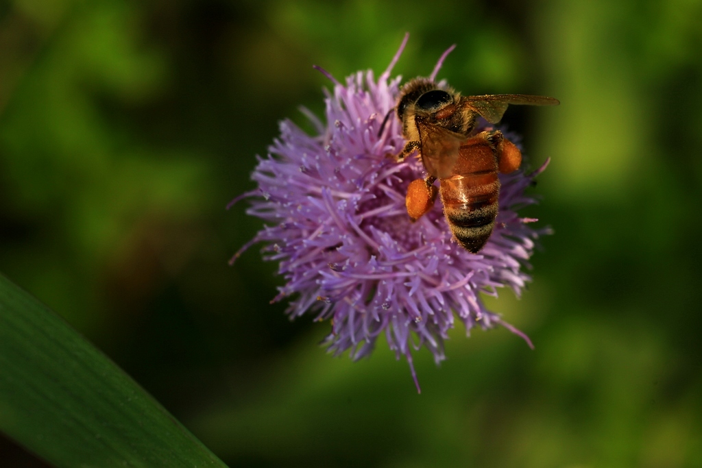 養蜂新手怎么管理(新手養蜂入門及注意事項) 養蜂新手怎么管理(新手養蜂入門及注意事項)