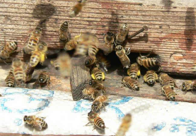 中蜂搖蜜蜂場的蜂為什么會打架(蜜蜂打架的起因及處理辦法 ) 蜜蜂打架的起因及處理辦法