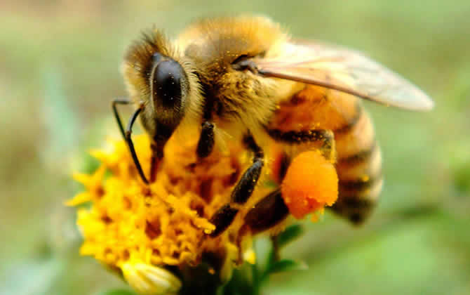 一箱蜜蜂一年產多少蜂蜜? 蜜蜂產蜜