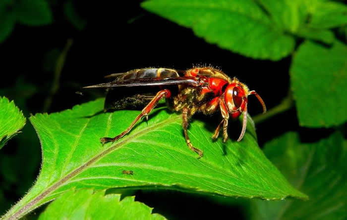 黑腹虎頭蜂的毒性大嗎？