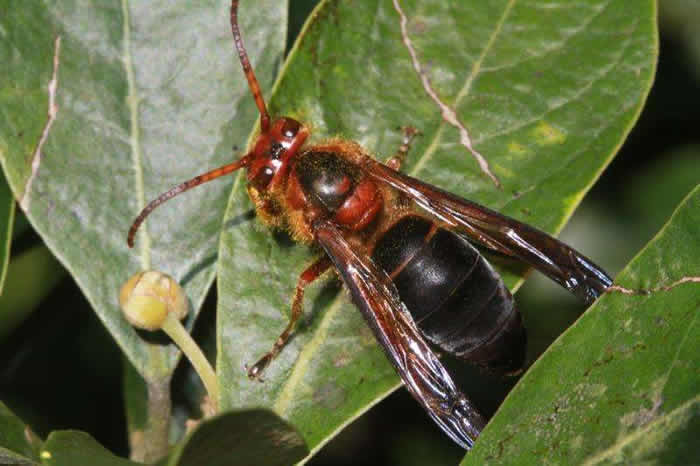 黑腹虎頭蜂的毒性大嗎？