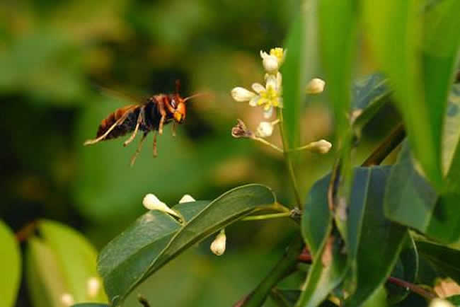 黑腹虎頭蜂的毒性大嗎？