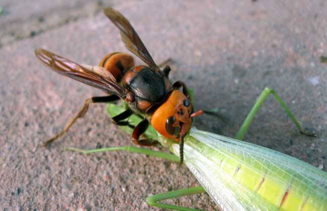 黑腹虎頭蜂的毒性大嗎？