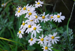 野菊花的流蜜條件與時間(野菊花的流蜜條件和開花時間及蜂蜜產(chǎn)量) 野菊花的流蜜條件與時間(野菊花的流蜜條件和開花時間及蜂蜜產(chǎn)量)