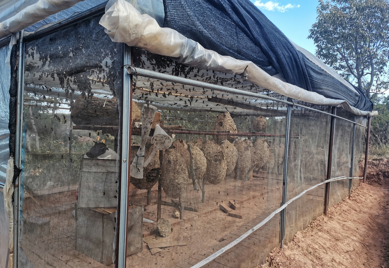 馬蜂人工飼養技術(馬蜂的養殖方法) 馬蜂人工飼養技術(馬蜂的養殖方法)