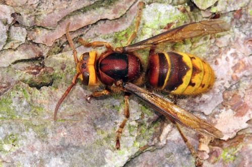馬蜂人工飼養技術(馬蜂的養殖方法) 馬蜂人工飼養技術(馬蜂的養殖方法)