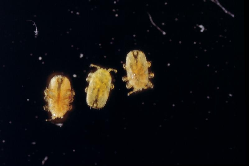 什么是蜂螨(中蜂有蜂螨蟲嗎) 什么是蜂螨(中蜂有蜂螨蟲嗎)