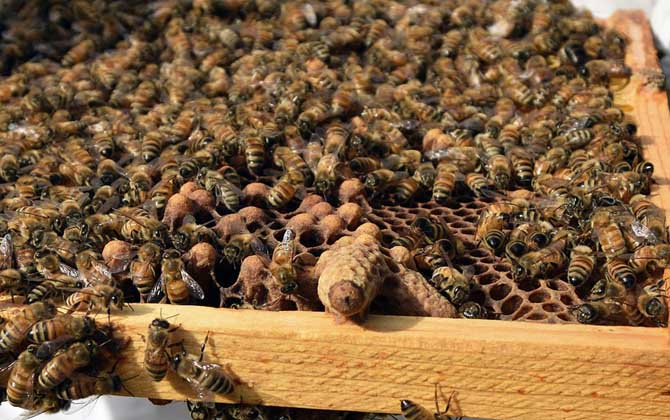 中蜂王冬天在幾度停止產卵(中蜂冬季什么時候斷籽) 中蜂王冬天在幾度停止產卵(中蜂冬季什么時候斷籽)