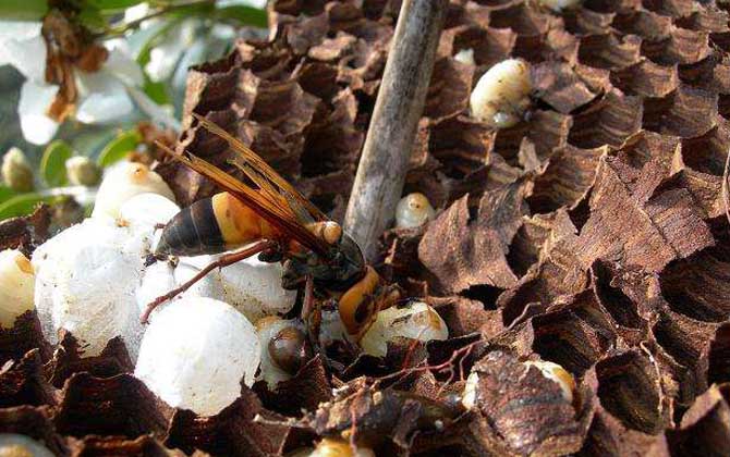 黑尾虎頭蜂的針有多長