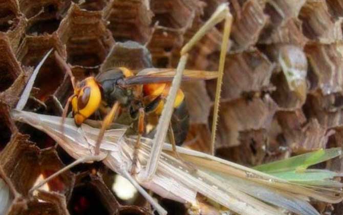 黑尾虎頭蜂的針有多長