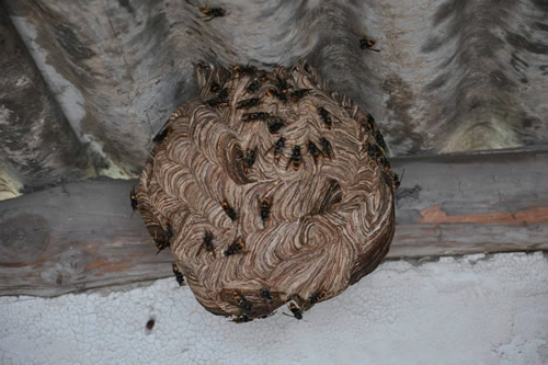 晚上捅馬蜂窩安全嗎？(取馬蜂窩的最佳時機，晚上捅還是白天捅好)