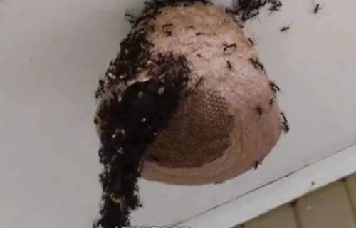 晚上捅馬蜂窩安全嗎？(取馬蜂窩的最佳時機，晚上捅還是白天捅好)