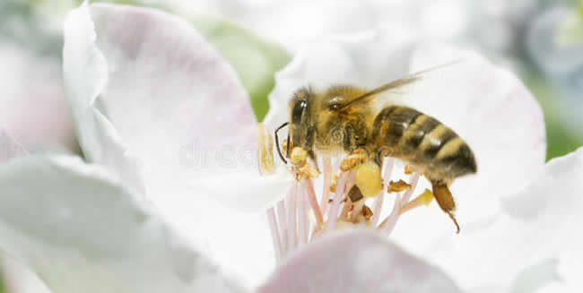 【蜜蜂知識】蜜蜂飛逃前有什么征兆? 蜜蜂飛逃前有什么征兆?