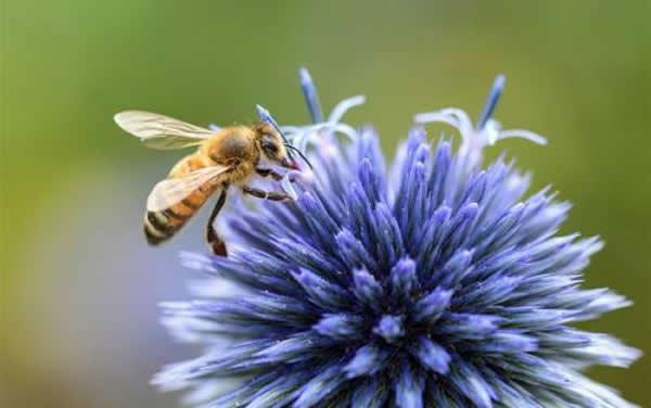 人工育王應該具備的條件 人工育王應該具備的條件