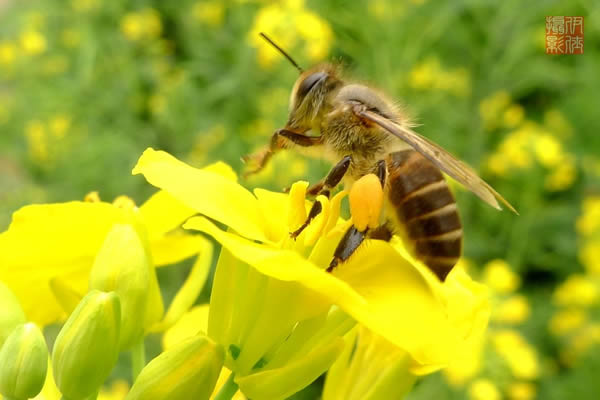 人工育王應該具備的條件 人工育王應該具備的條件
