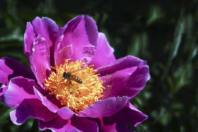 【蜜蜂知識】蜜蜂怎樣安全度夏? 【蜜蜂知識】蜜蜂怎樣安全度夏?