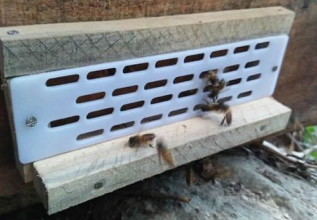 防逃片為什么關不住蜂王? 防逃片為什么關不住蜂王?