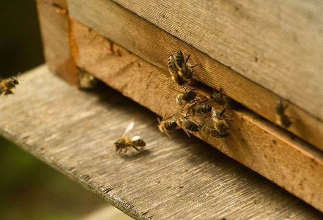 防逃片為什么關不住蜂王? 防逃片為什么關不住蜂王?