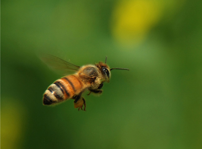 防逃片為什么關不住蜂王? 防逃片為什么關不住蜂王?