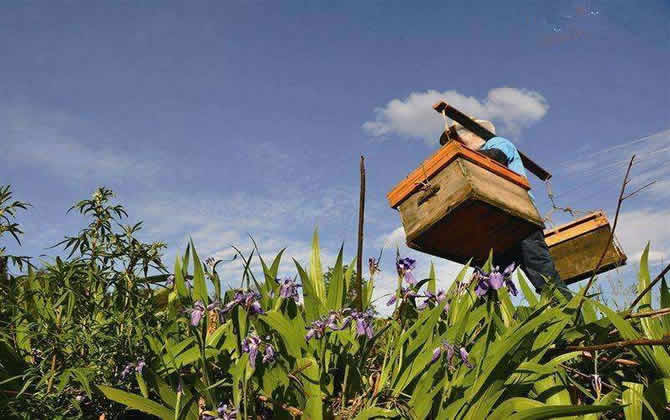 養蜂人收入 養蜂人收入