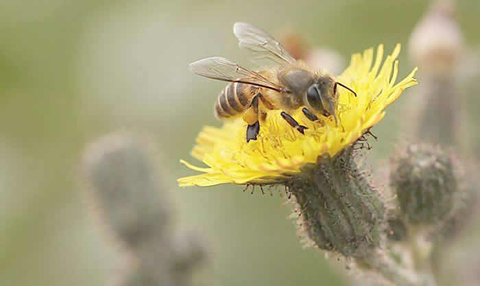 蜜蜂最怕什么? 蜜蜂最怕什么?