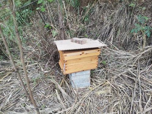 換新王后會分蜂嗎 換新王后會分蜂嗎