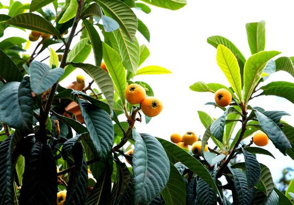 海南蜜源植物的開花時間(南方蜜源植物花期報) 海南蜜源植物的開花時間(南方蜜源植物花期報)