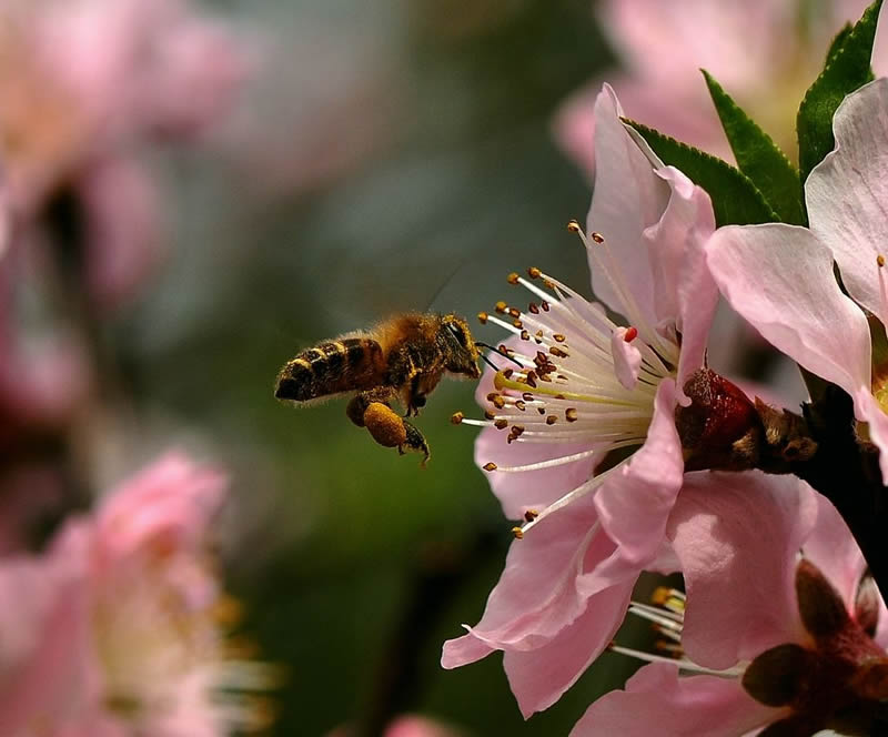 【蜜蜂知識】蜜蜂為什么不會迷路?