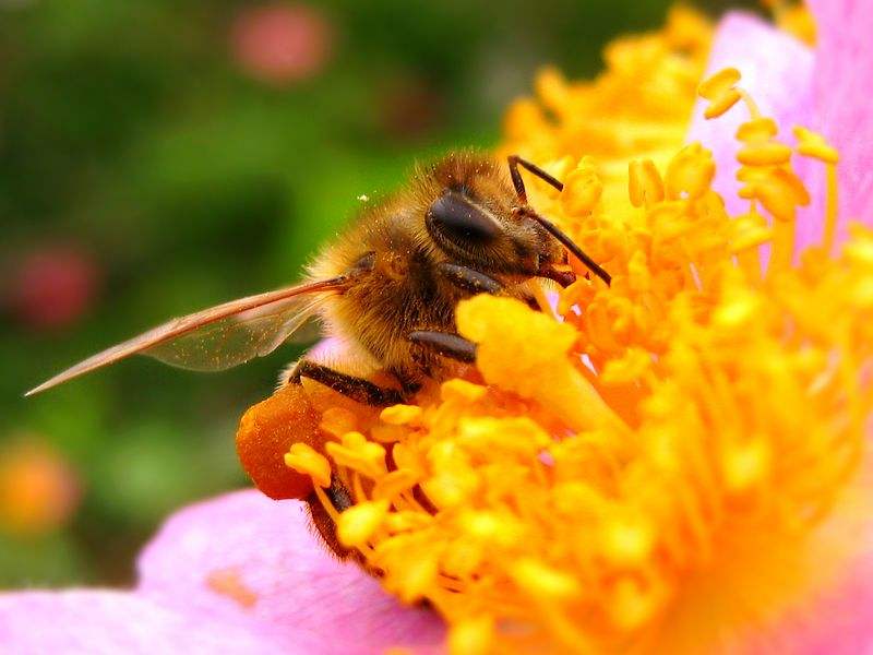 【蜜蜂知識】蜜蜂為什么不會迷路?