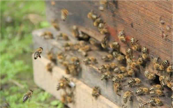 【蜜蜂知識】東北黑蜂的盜性強嗎? 東北黑蜂