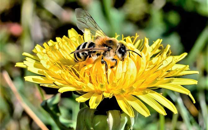 被蜜蜂蟄了怎么處理最簡單(被蜜蜂蟄了怎么辦) 被蜜蜂蟄了怎么處理最簡單(被蜜蜂蟄了怎么辦)
